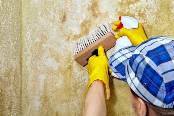 Best Mold Prevention Services  in Bay St Louis, MS