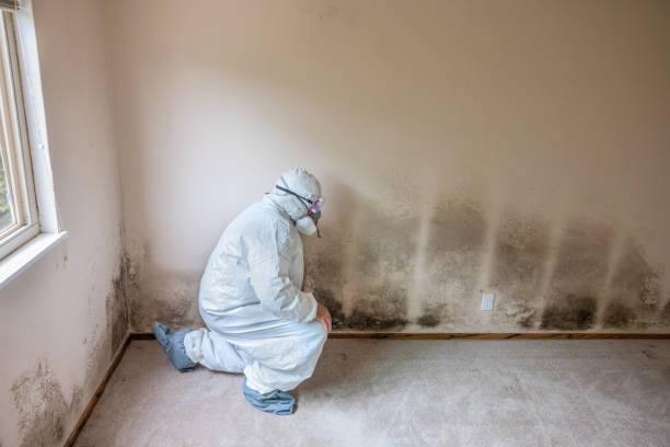 Best Crawl Space Mold Remediation  in Bay St Louis, MS