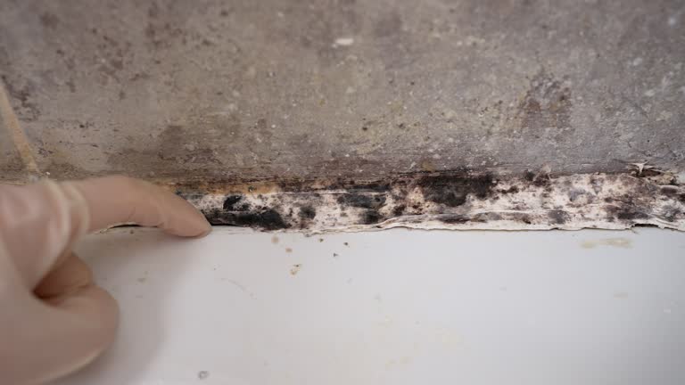 Best Air Quality Testing for Mold Spores  in Bay St Louis, MS